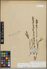Foto von Salix repens L.